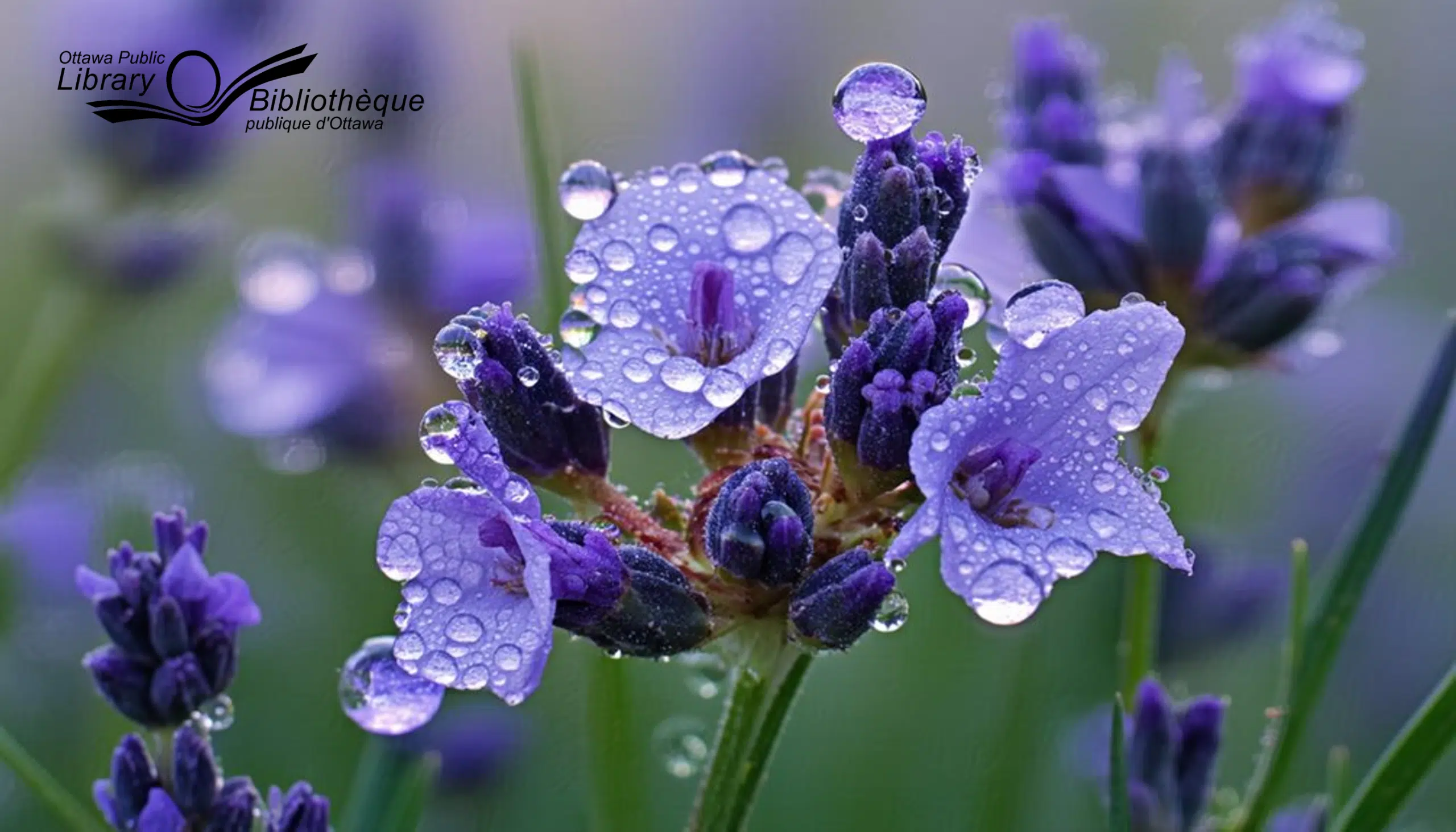 Macro (close-up) Photography